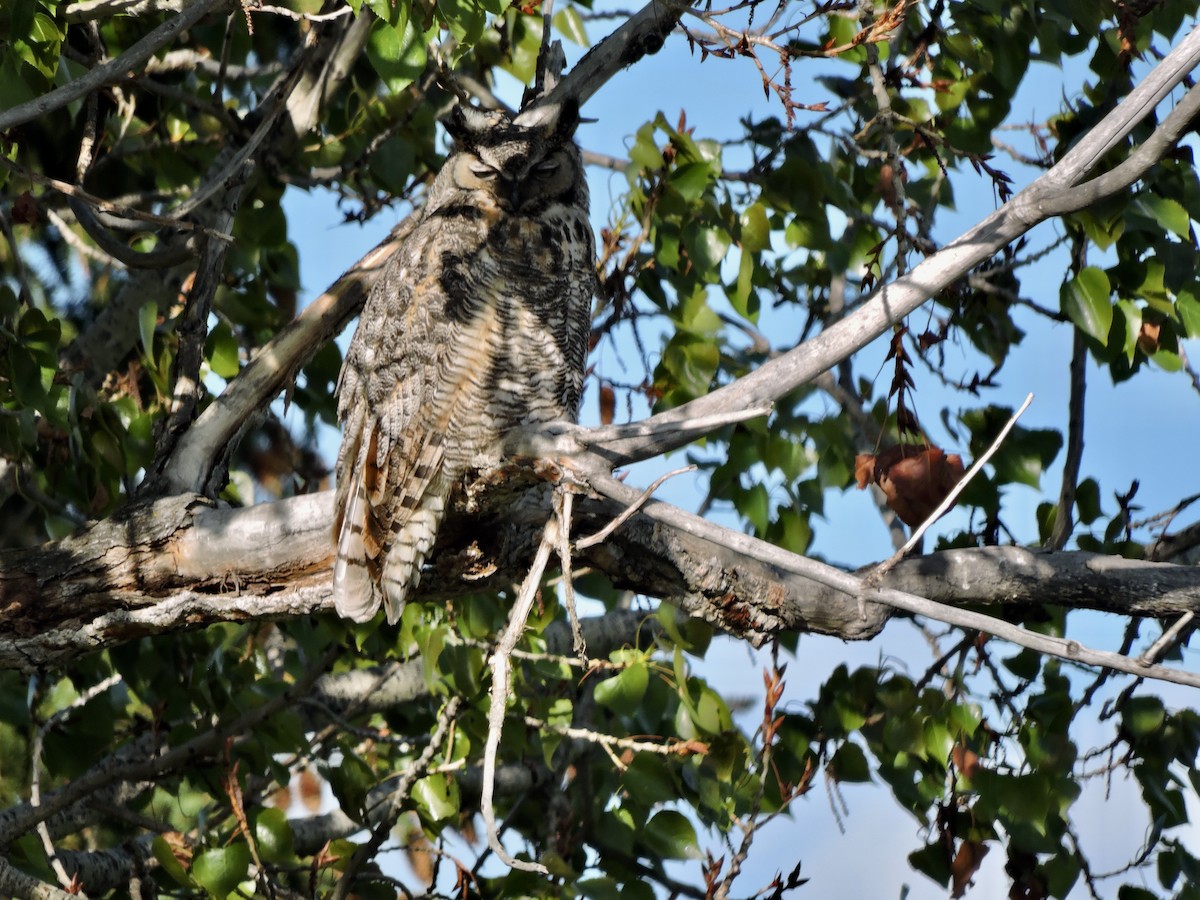 Great Horned Owl - ML571621751
