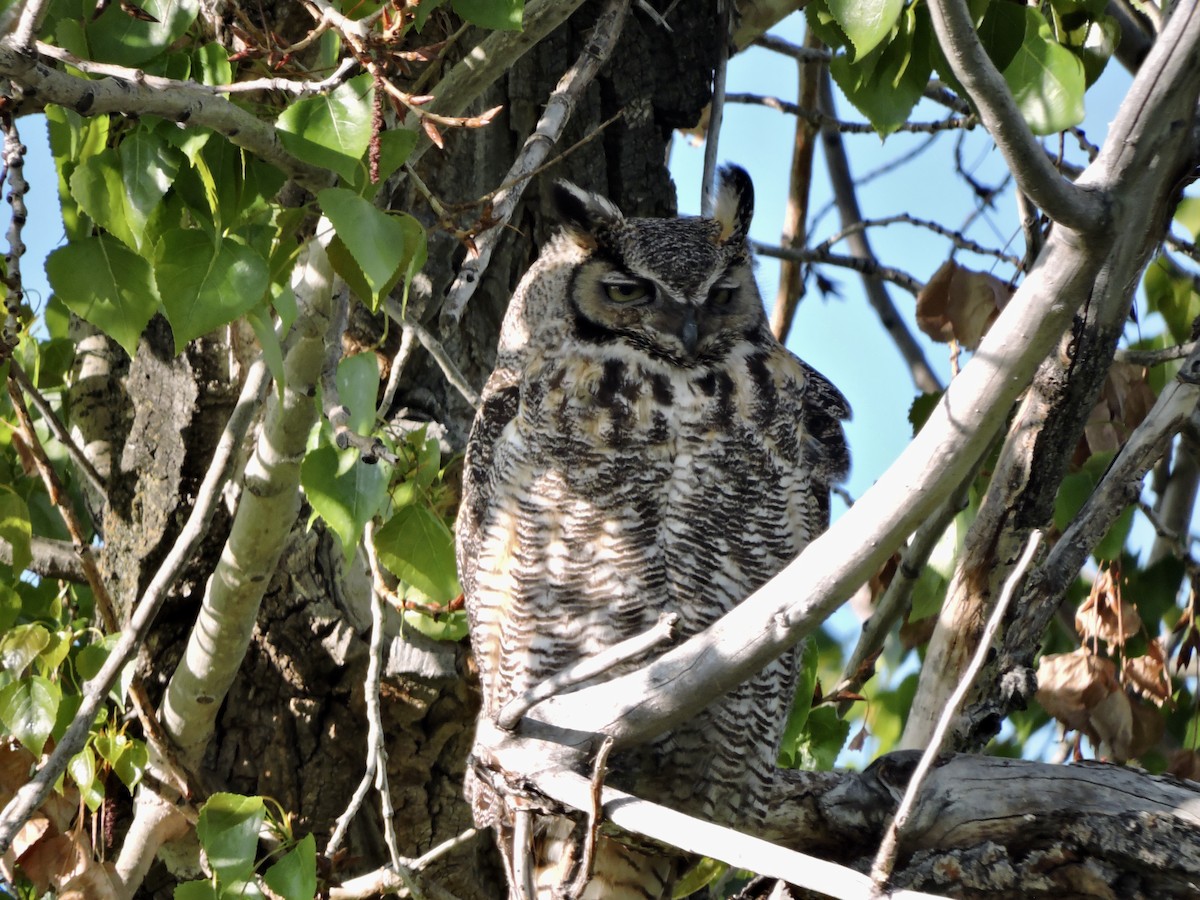 Great Horned Owl - ML571621771