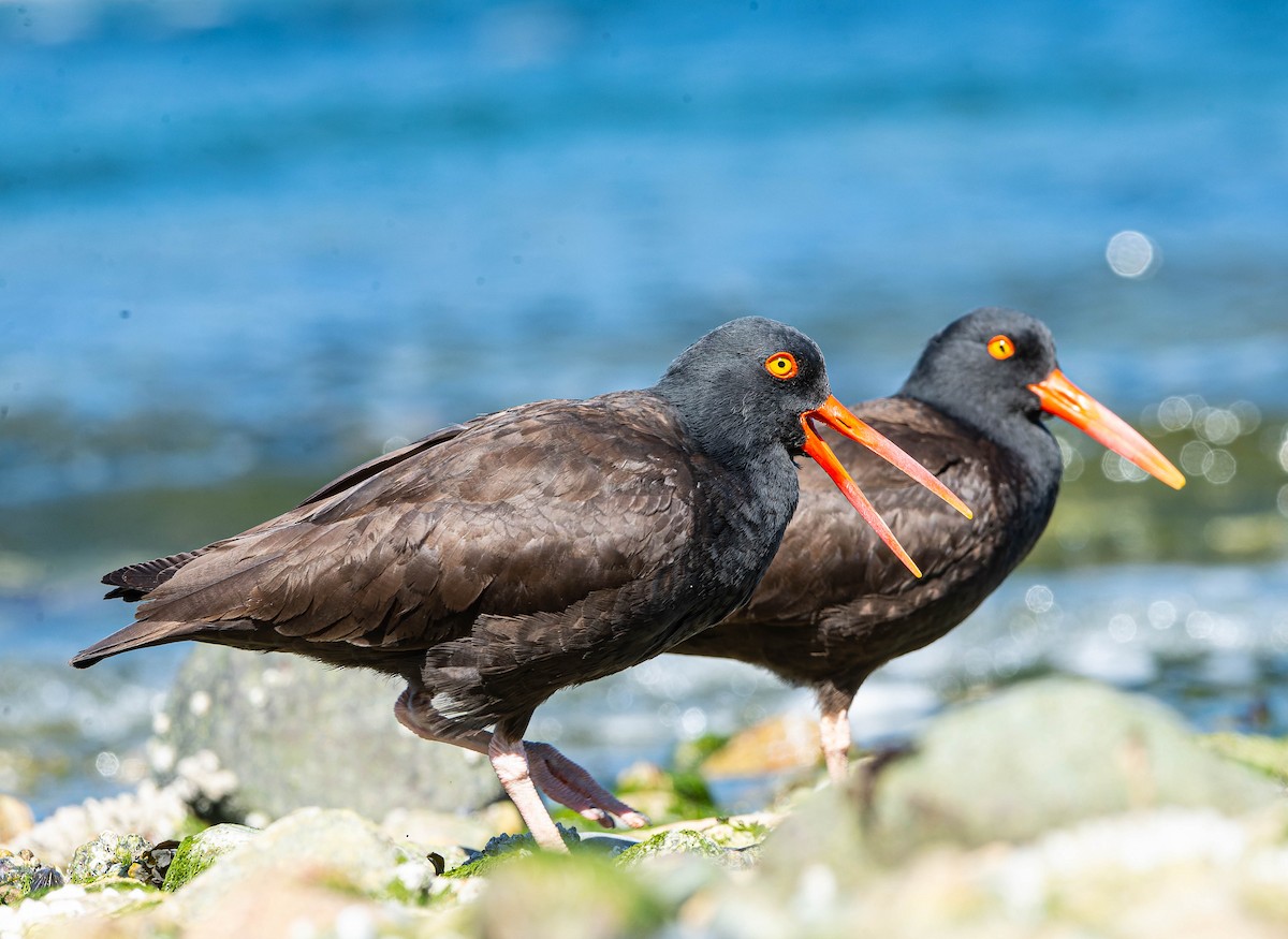 Black Oystercatcher - Stephen  Novosad