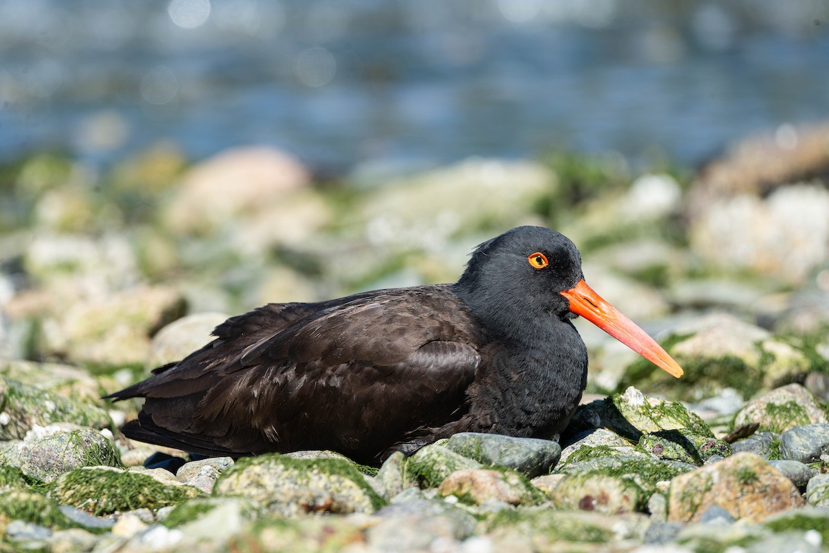 Black Oystercatcher - ML571622211