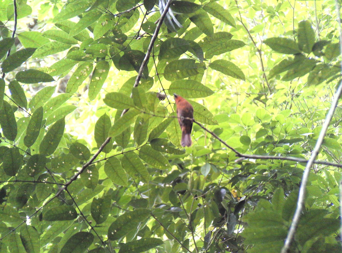 Red-crowned Ant-Tanager - ML571622281