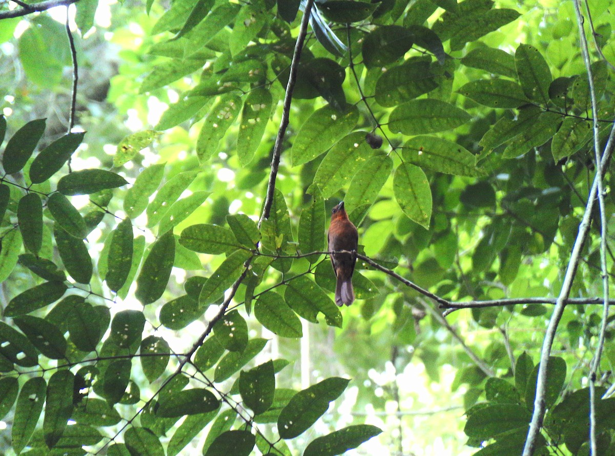 Red-crowned Ant-Tanager - ML571622371