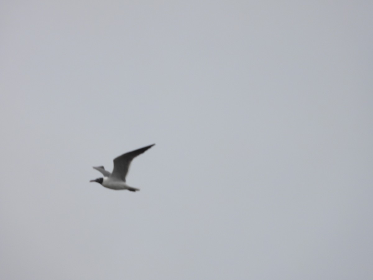 Laughing Gull - ML571623191