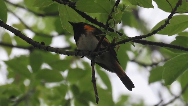 Paruline flamboyante - ML571623251