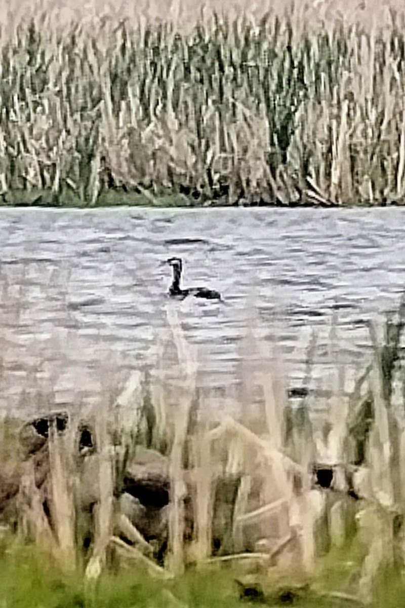 Red-necked Grebe - ML571623401