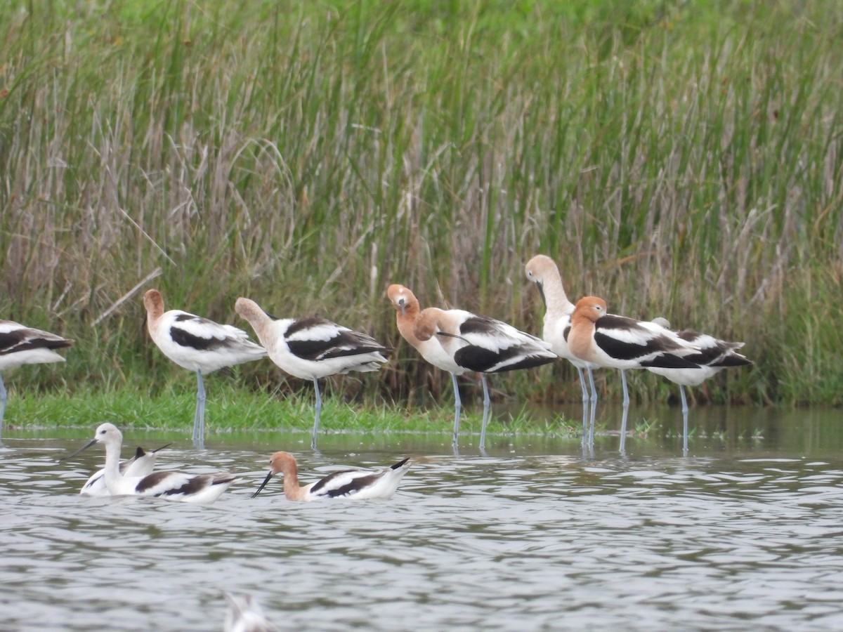 Avocette d'Amérique - ML571623881