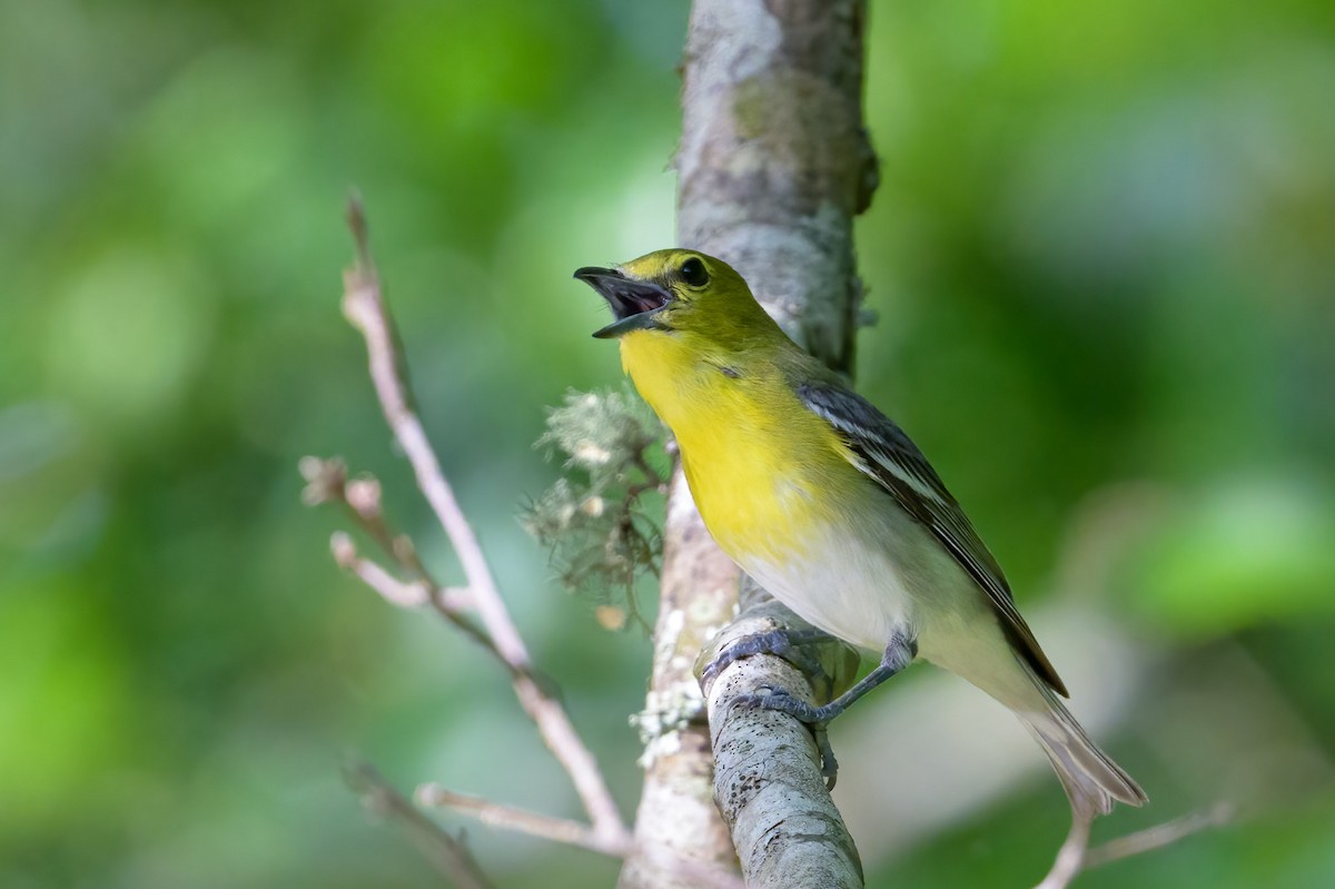 Yellow-throated Vireo - ML571624861