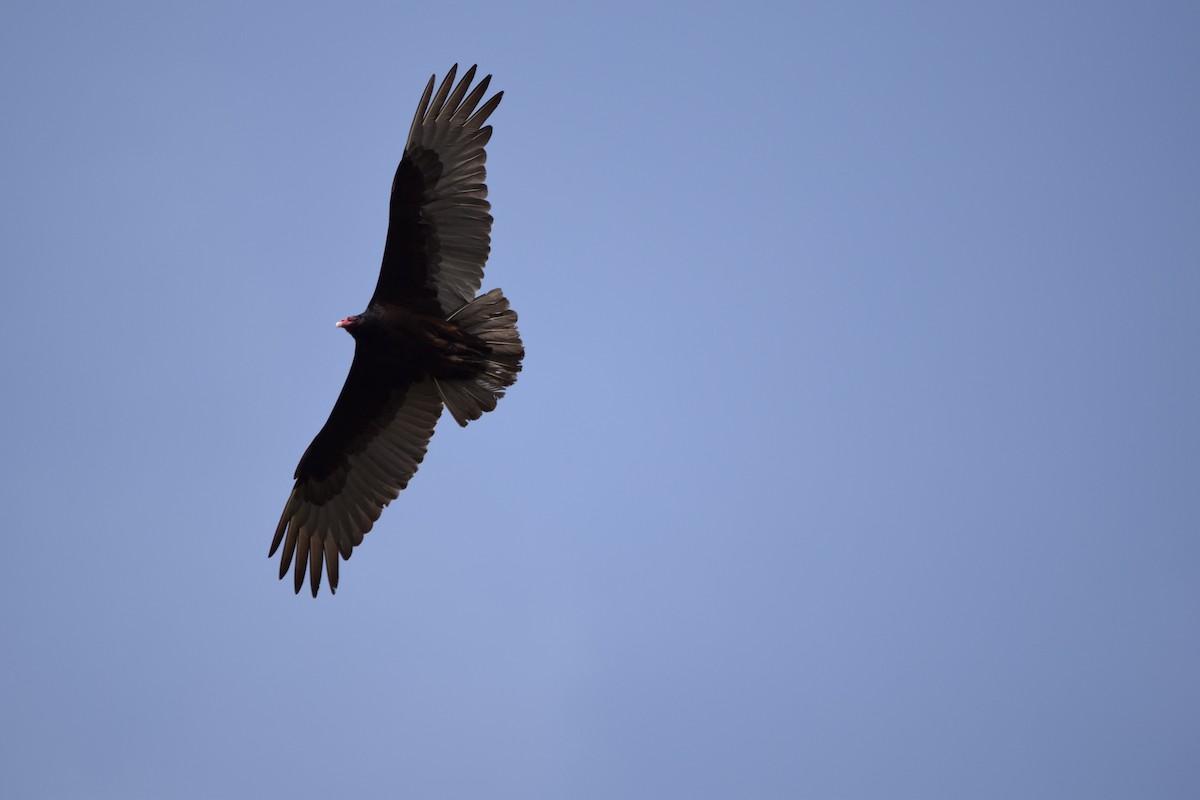 Turkey Vulture - Annie Beckstrand