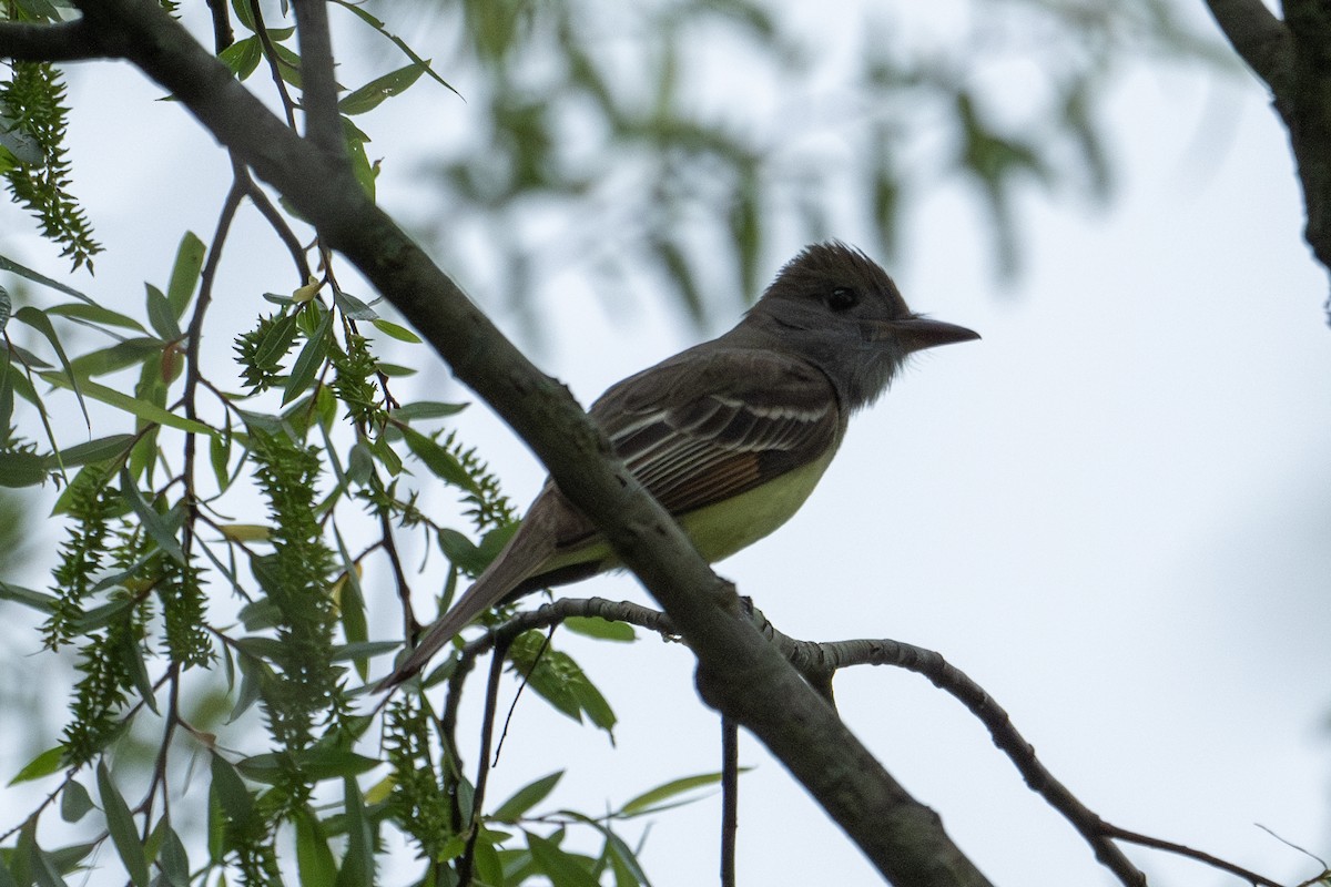 Great Crested Flycatcher - ML571625721