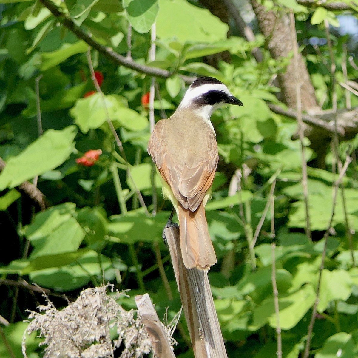 Great Kiskadee - ML571625731