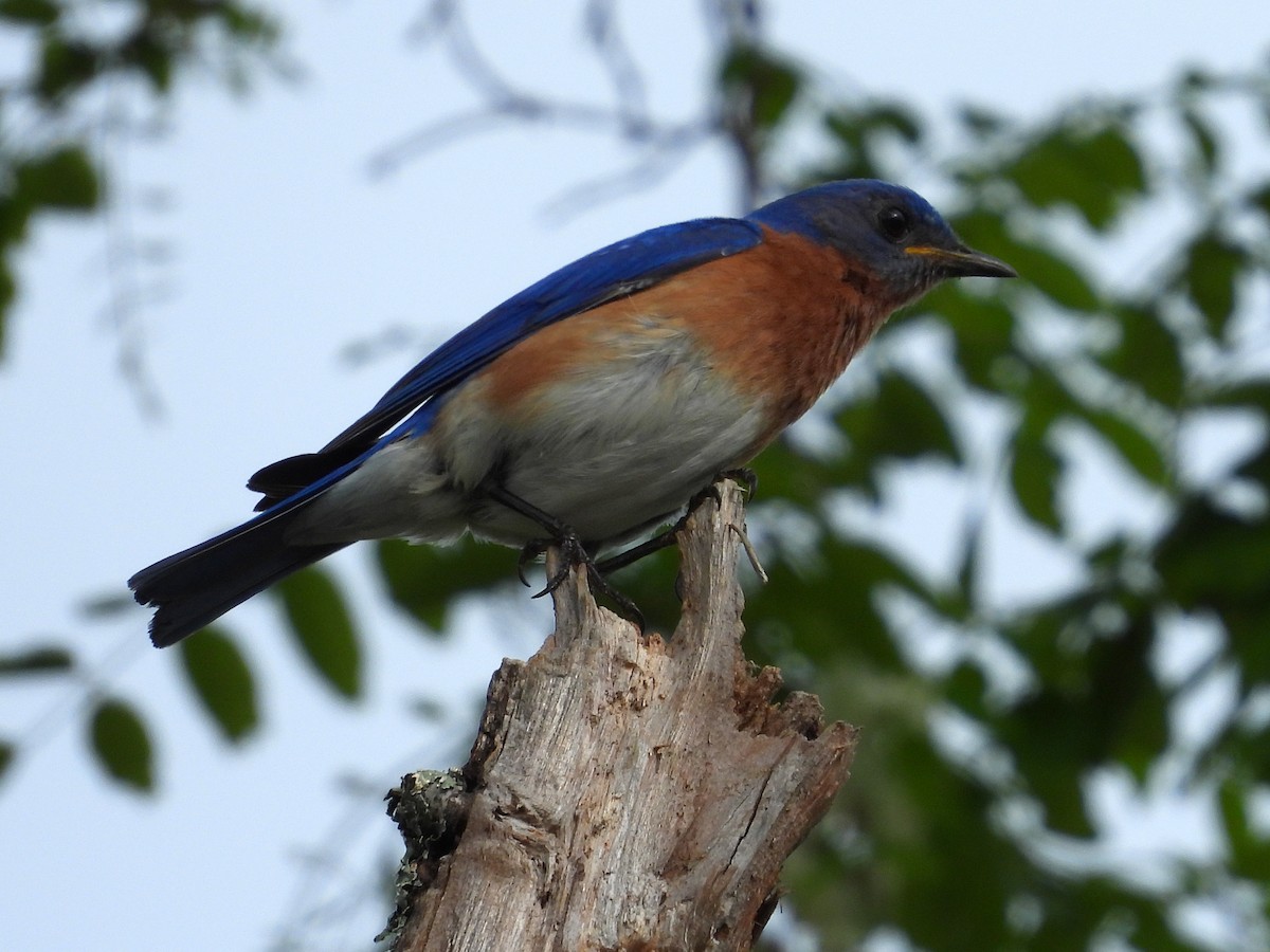 Eastern Bluebird - ML571626651