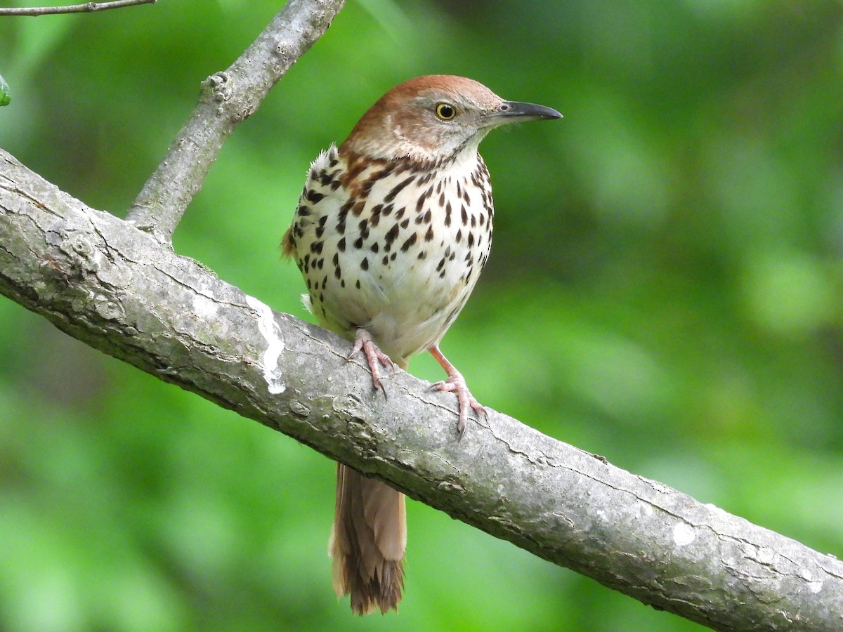 Brown Thrasher - ML571626721