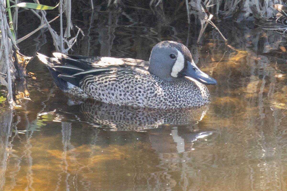 Blue-winged Teal - ML571626761
