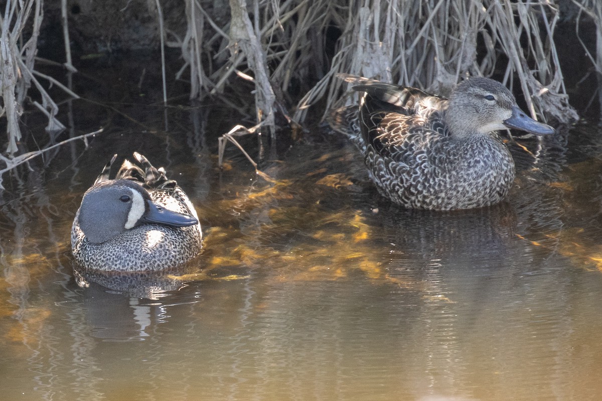 Blue-winged Teal - ML571626771