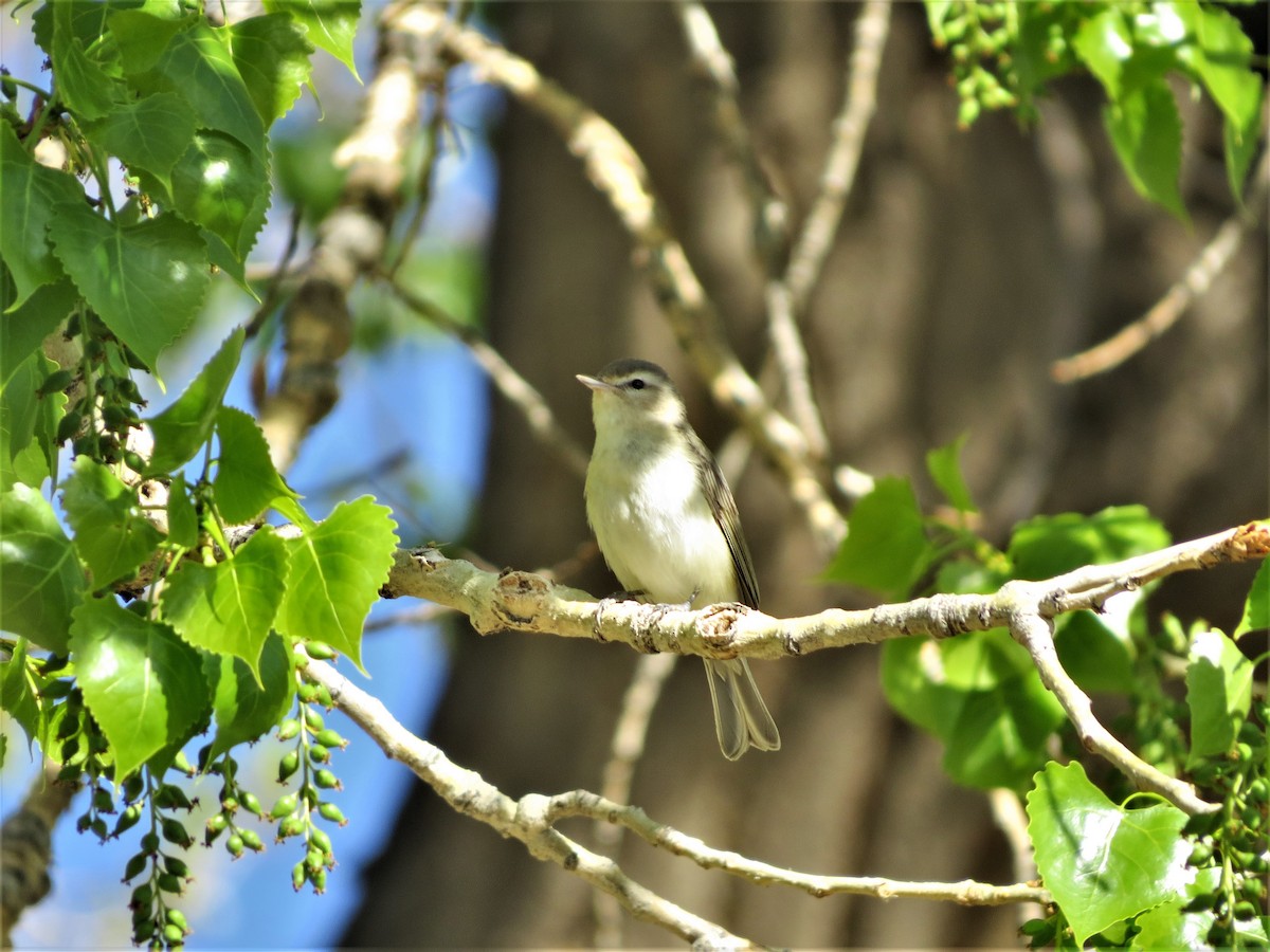 Warbling Vireo - ML571626881