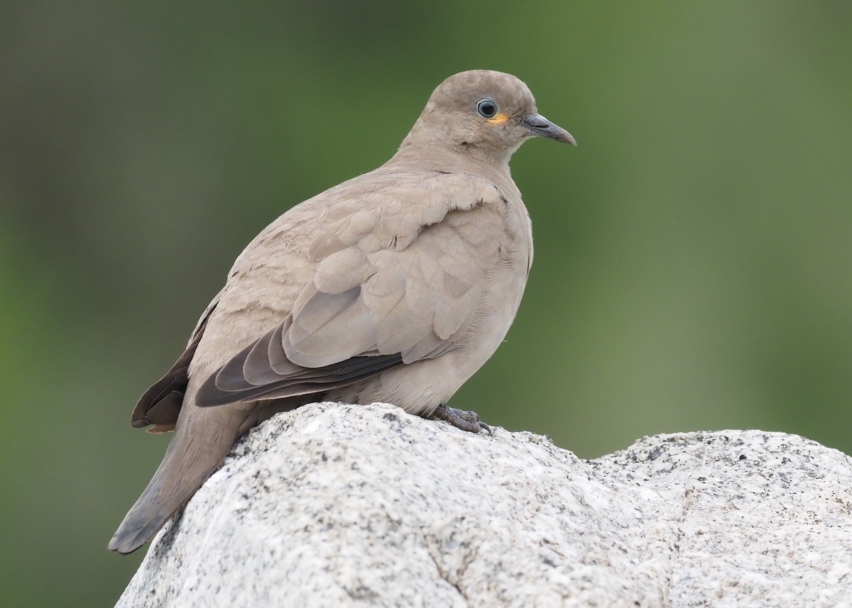 Black-winged Ground Dove - ML571627241