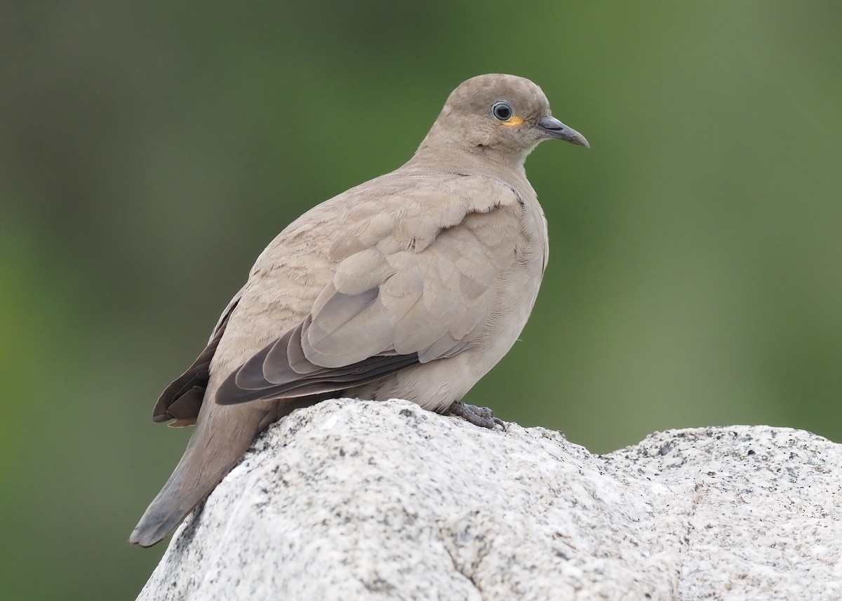 Black-winged Ground Dove - Stephan Lorenz