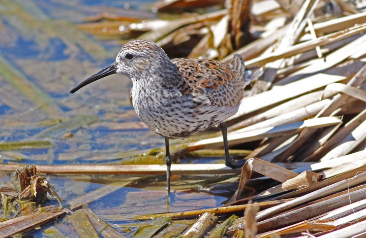 Dunlin - Kris Petersen