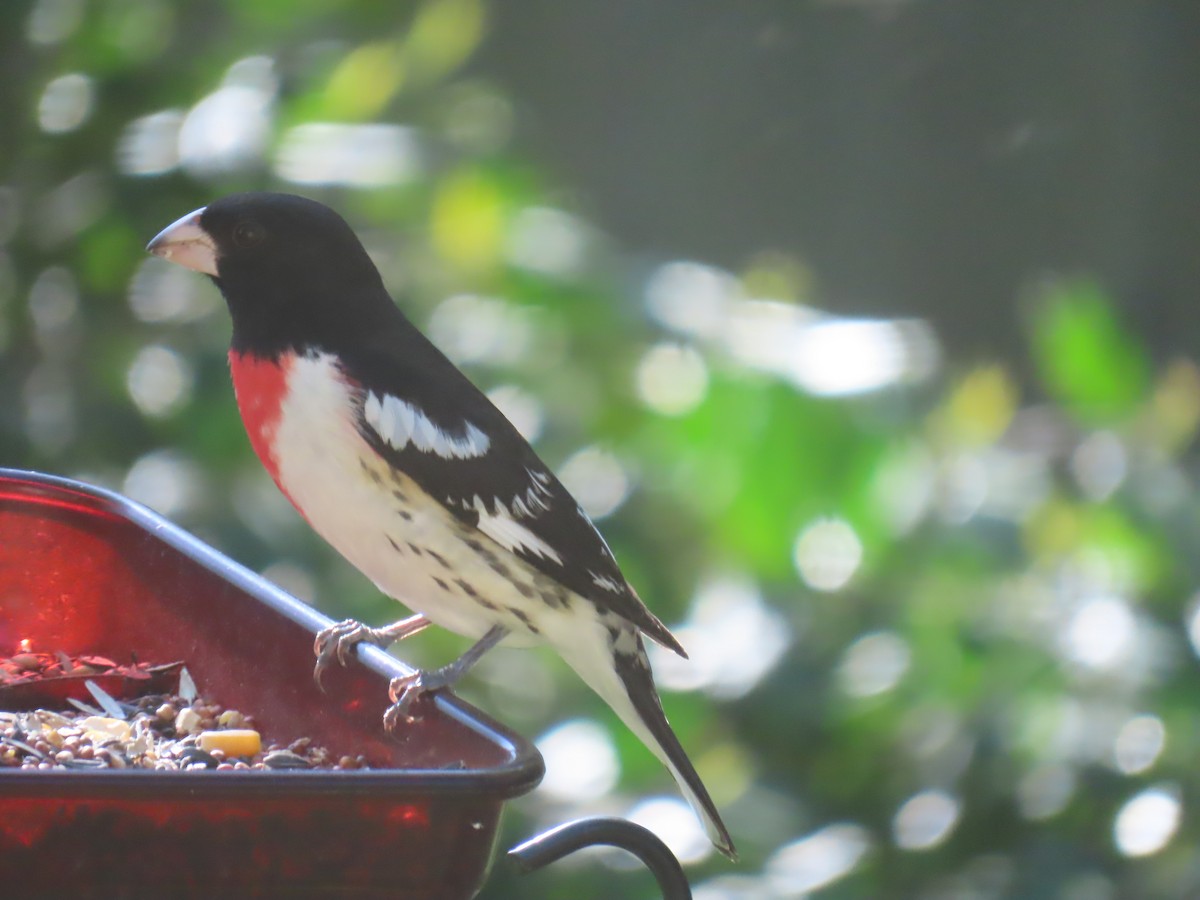 Rose-breasted Grosbeak - ML571632411