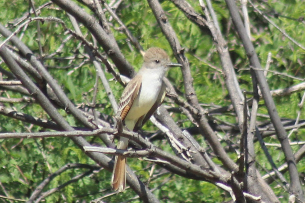 Ash-throated Flycatcher - ML571632991