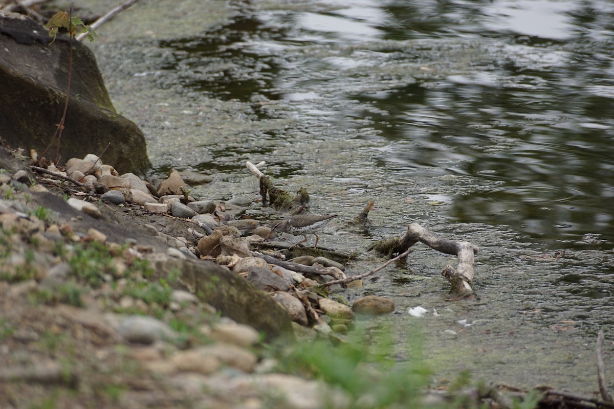 Spotted Sandpiper - ML571633001