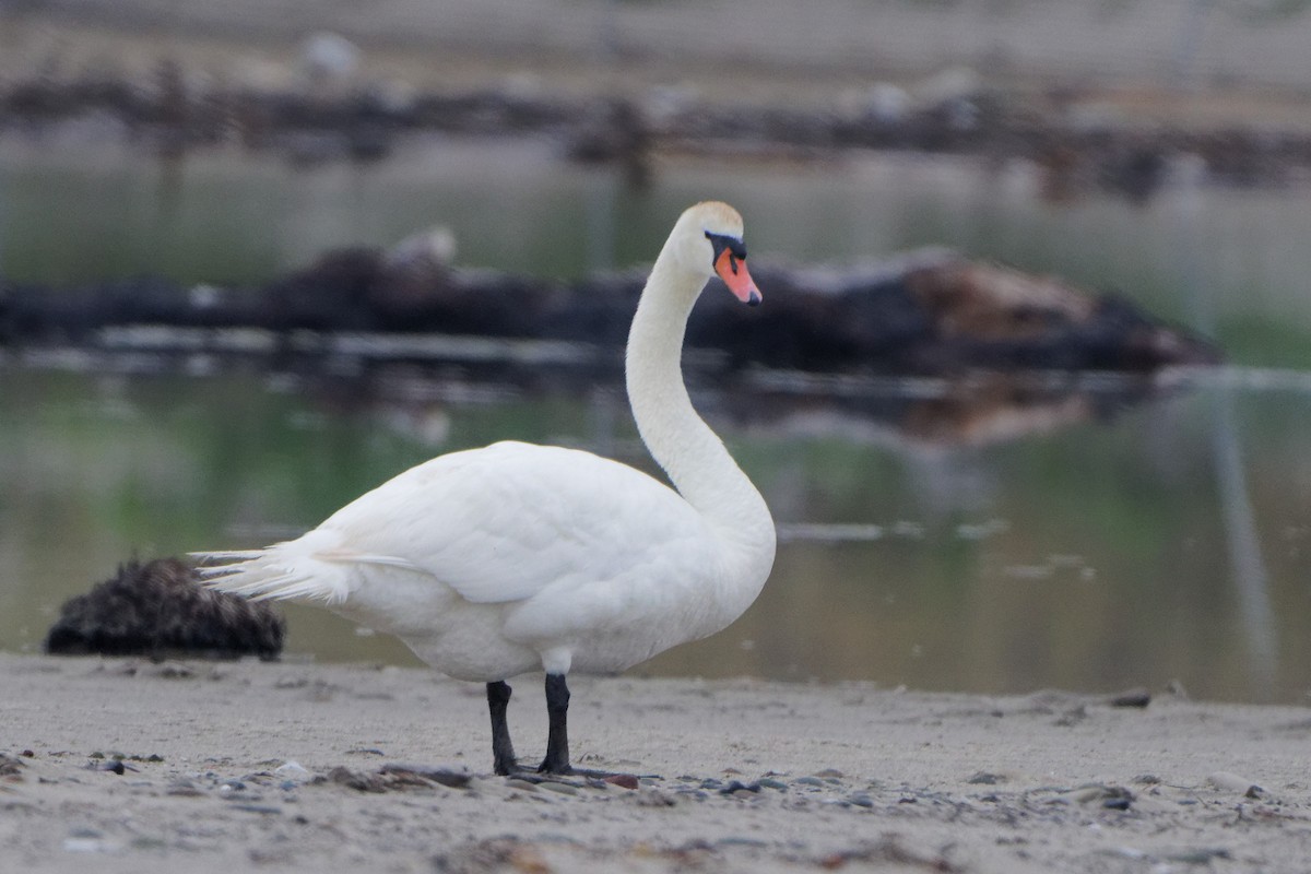 Mute Swan - ML571633471