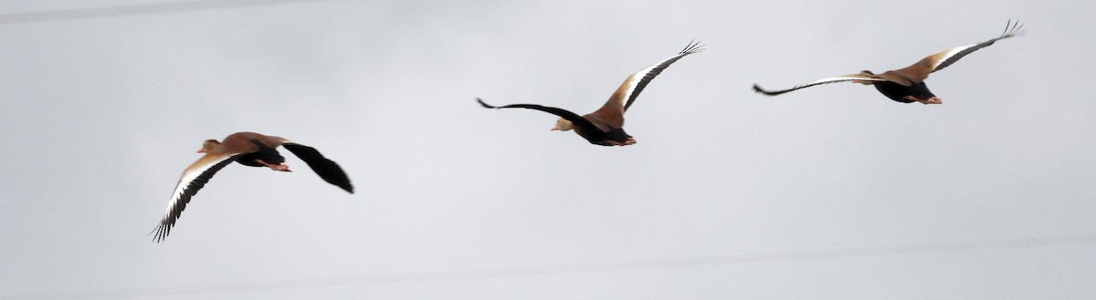 Black-bellied Whistling-Duck - ML571634331