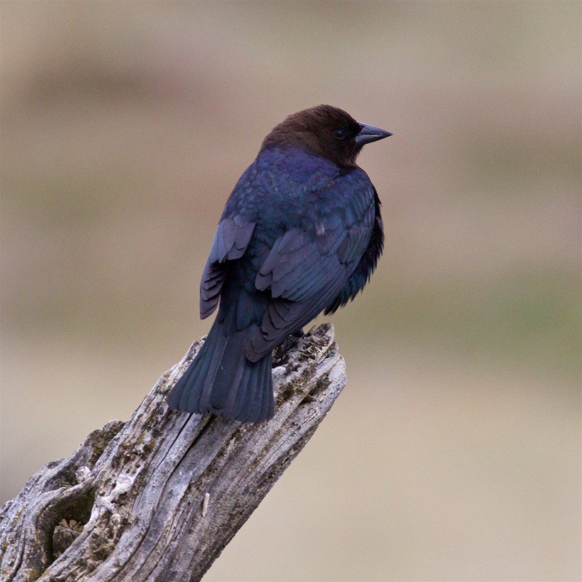 Brown-headed Cowbird - ML571634451