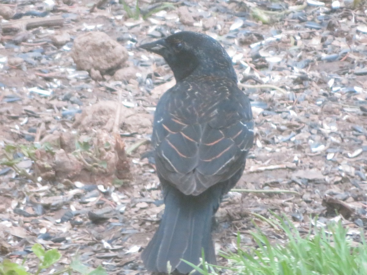 Red-winged Blackbird - ML571635101