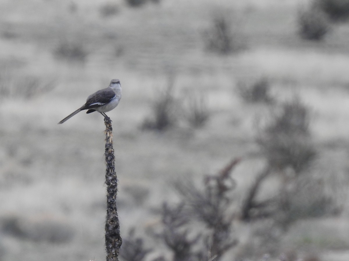 Northern Mockingbird - ML571635251