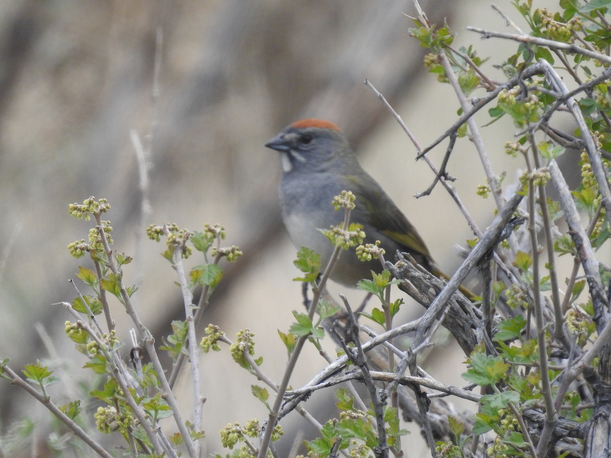 Green-tailed Towhee - ML571635461