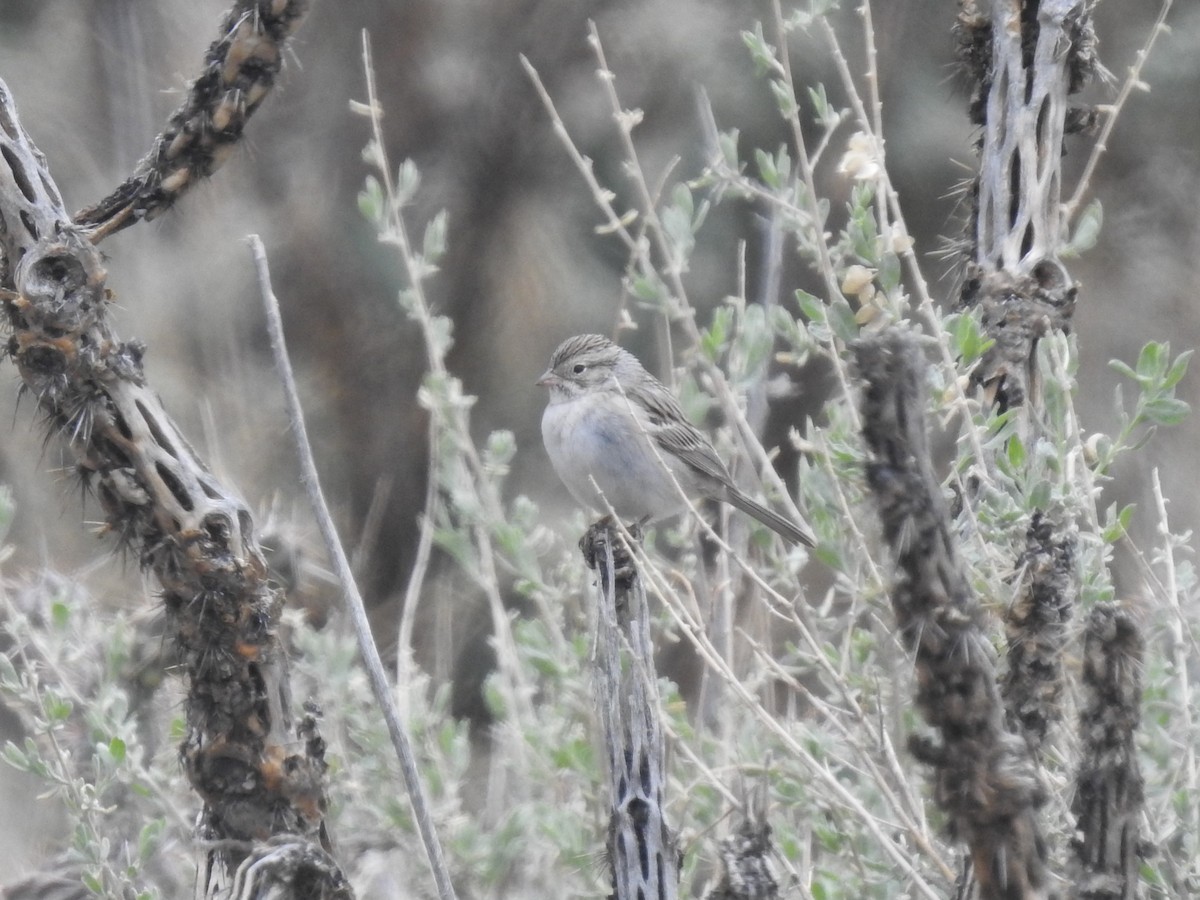 Brewer's Sparrow - ML571635671