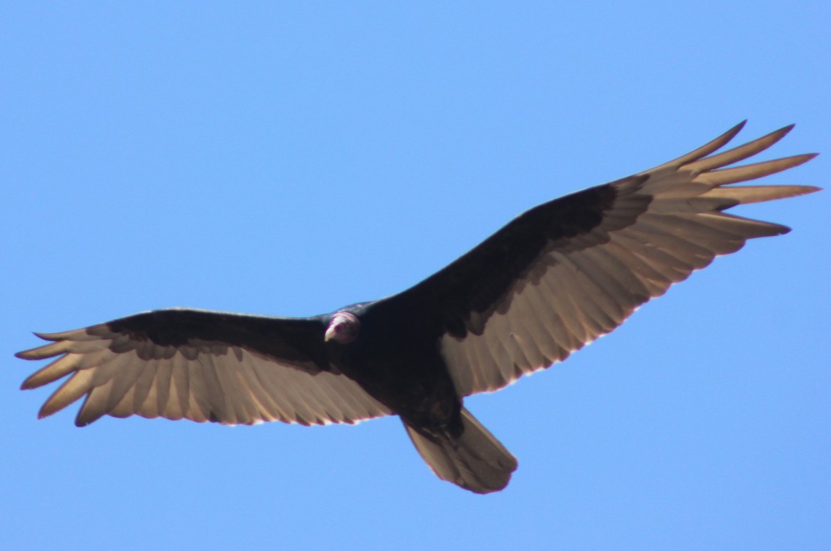 Turkey Vulture - Jennifer Werrell