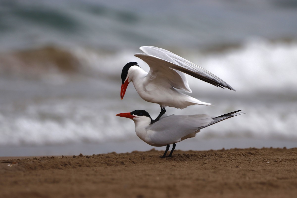 Caspian Tern - ML571636431