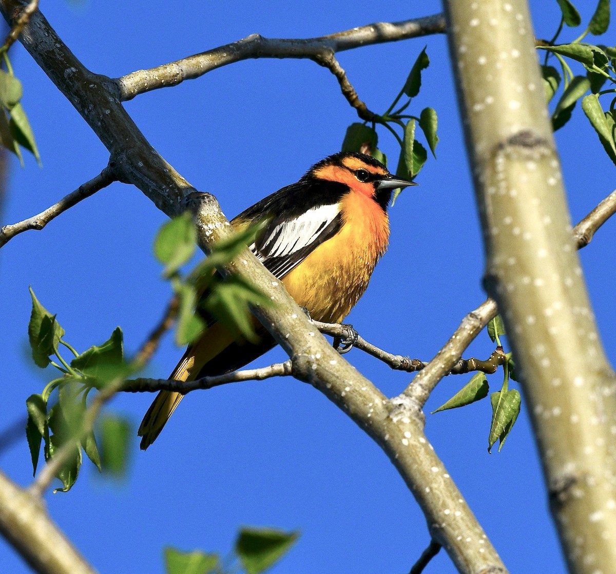 Bullock's Oriole - ML571636721