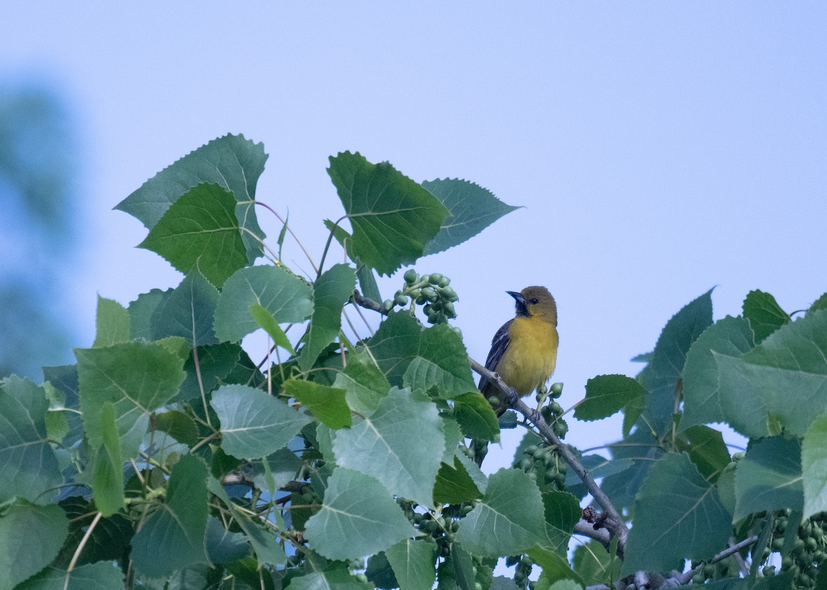 Orchard Oriole - ML571637651