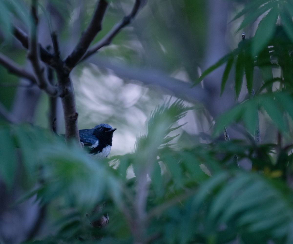 Black-throated Blue Warbler - ML571638151