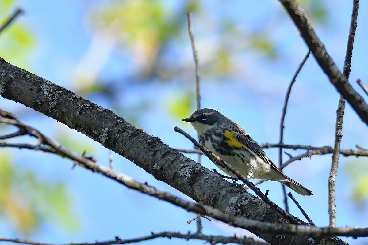 キヅタアメリカムシクイ - ML571639101