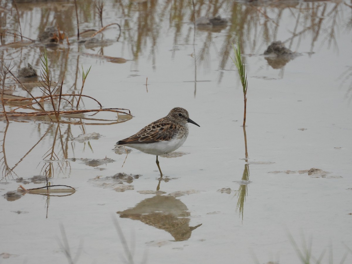 Least Sandpiper - Norman Pillsbury