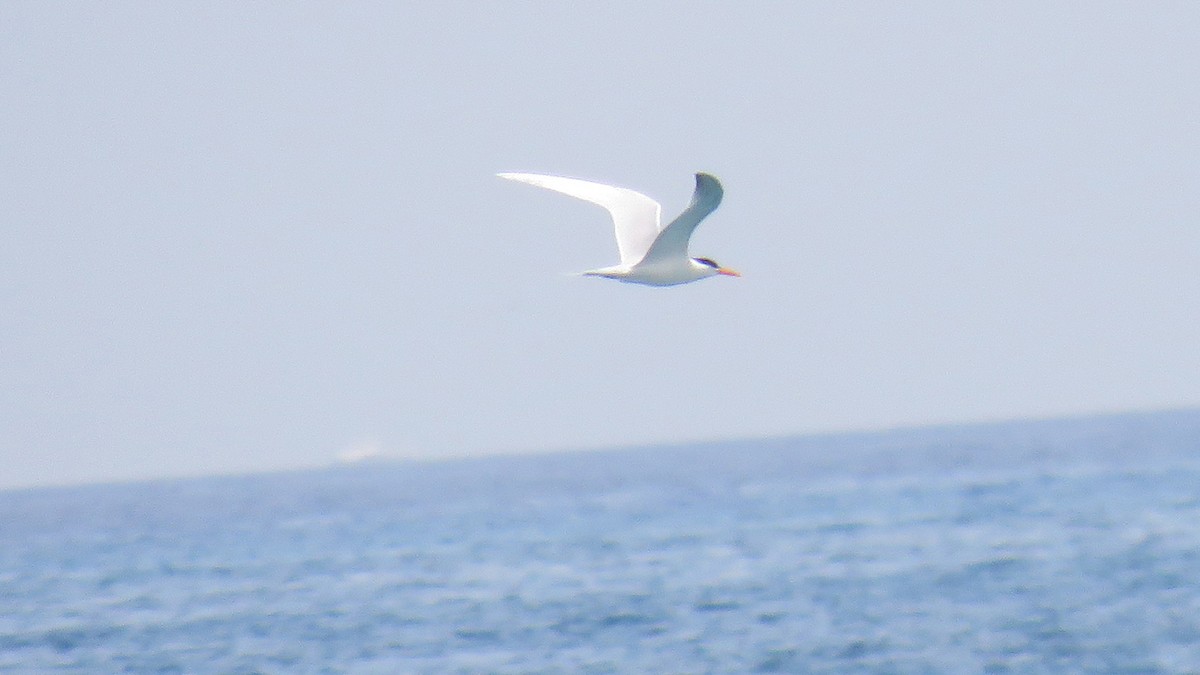 Lesser Crested Tern - ML571640761