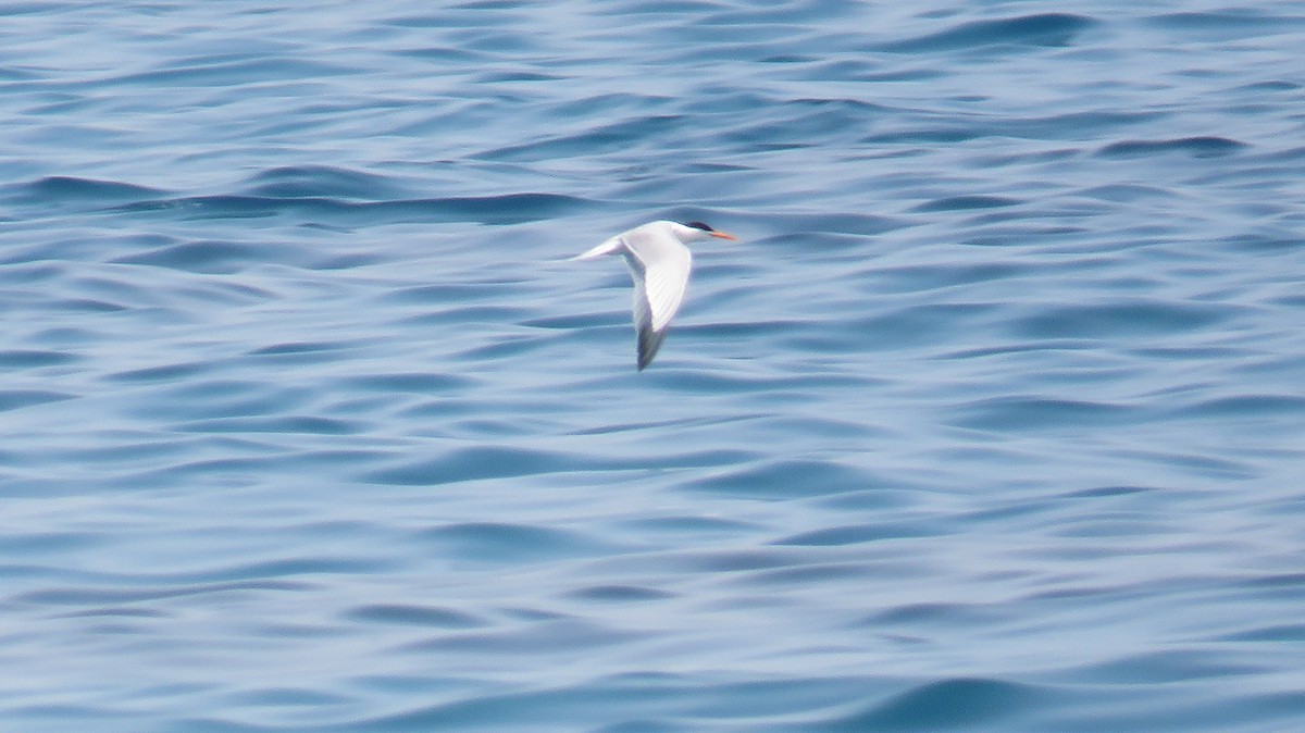 Lesser Crested Tern - ML571640781