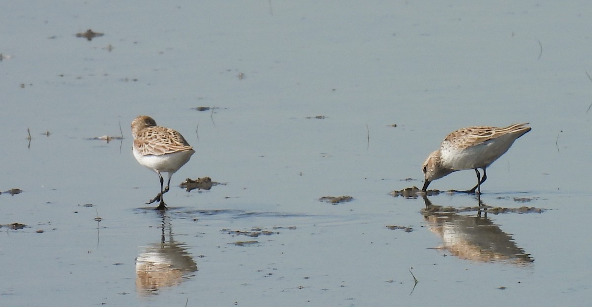 Semipalmated Sandpiper - ML571641401