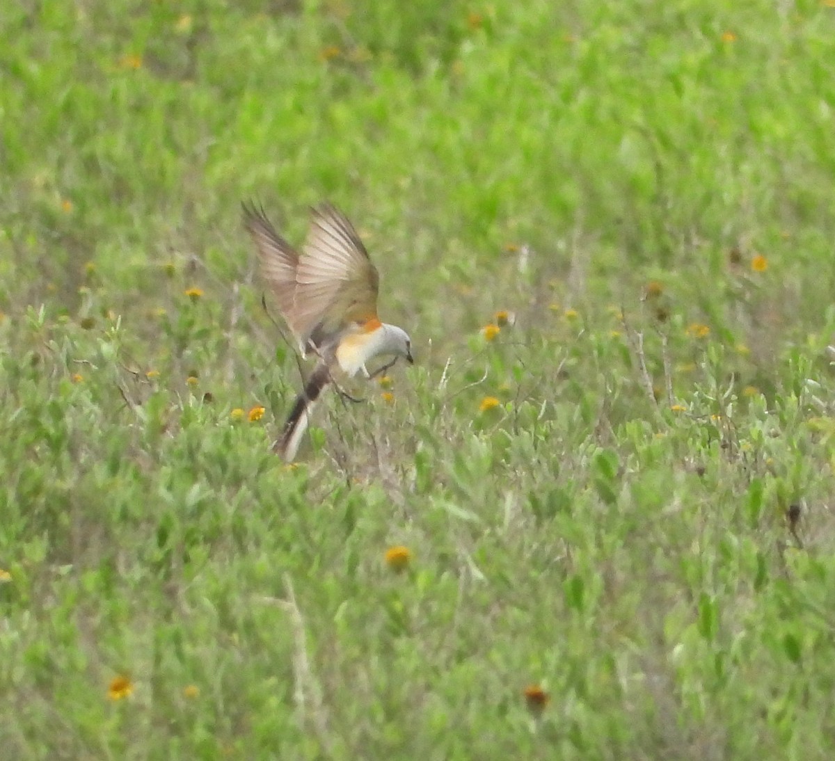 Scissor-tailed Flycatcher - Norman Pillsbury