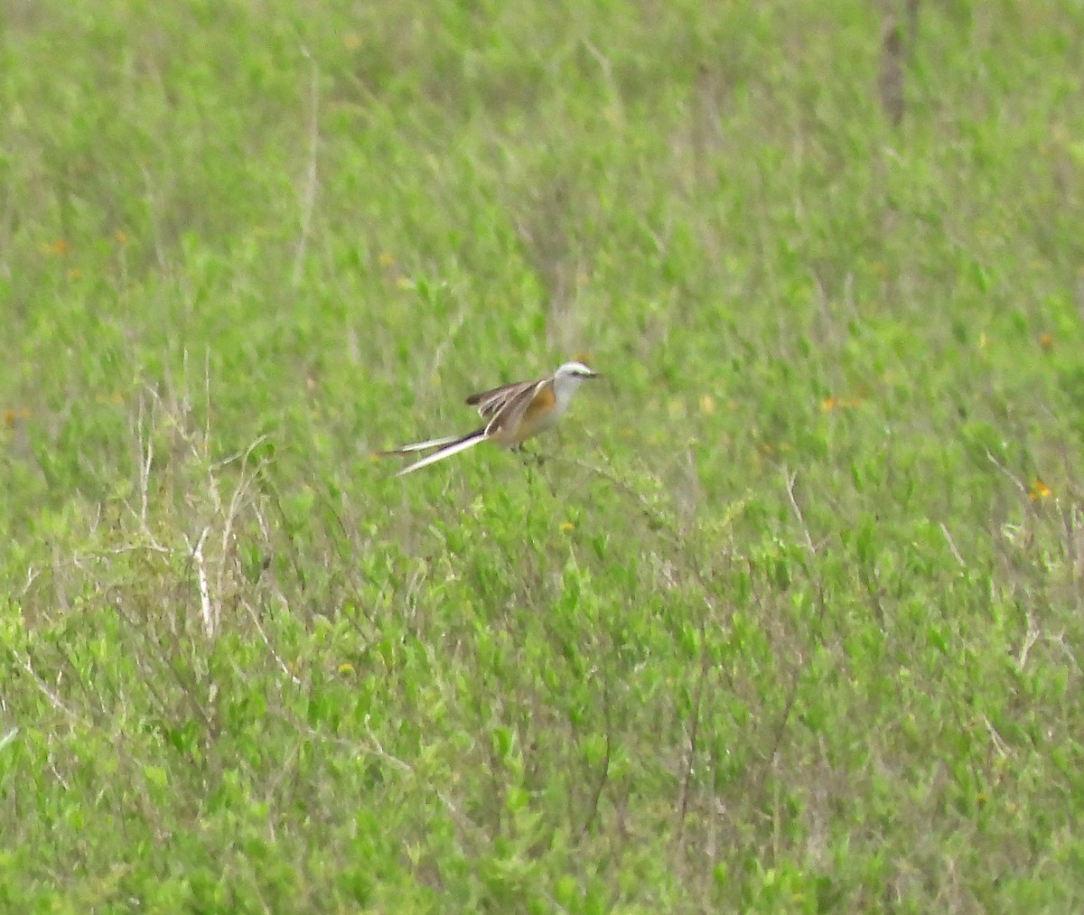 Scissor-tailed Flycatcher - ML571641591