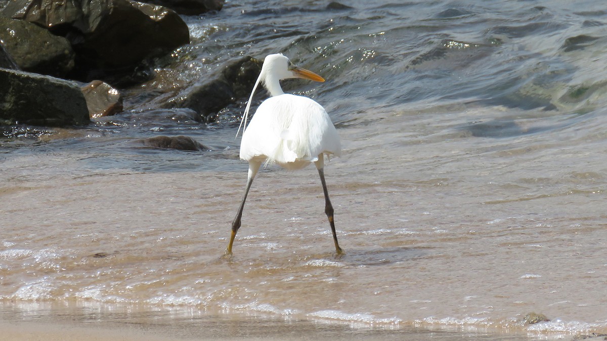 Western Reef-Heron - ML571641721