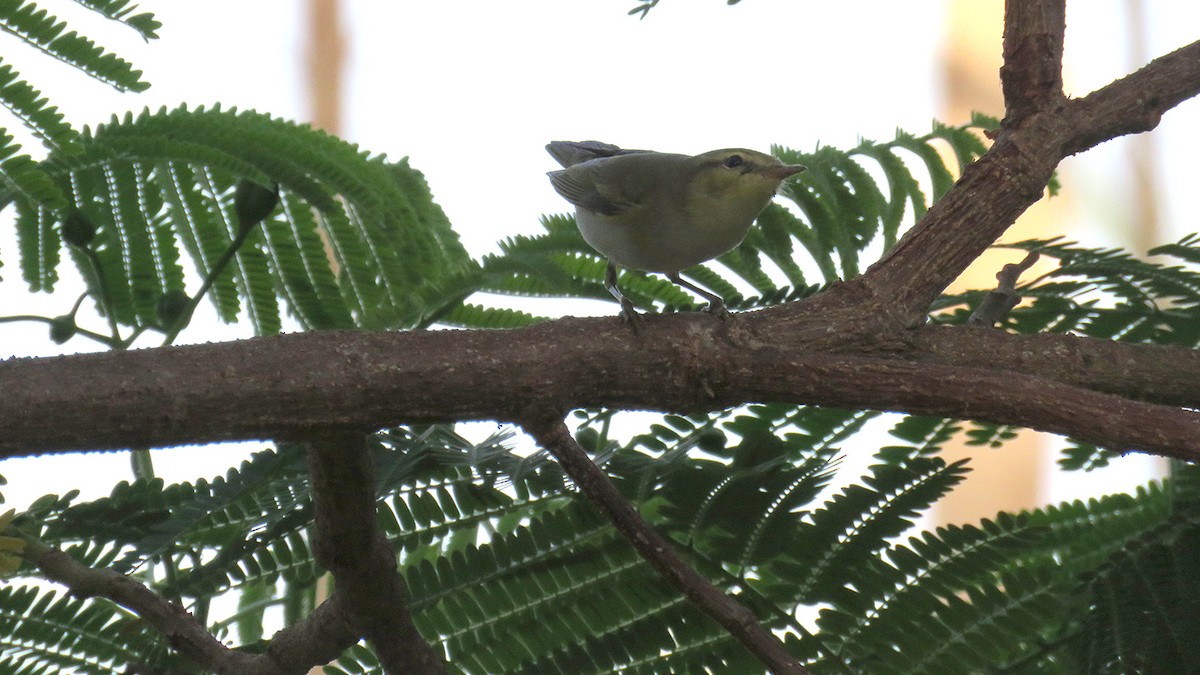 Wood Warbler - ML571642651