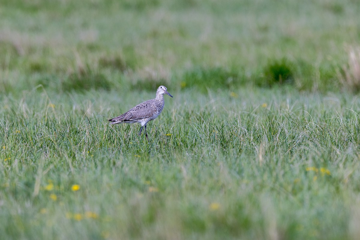 Willet - Craig Duff