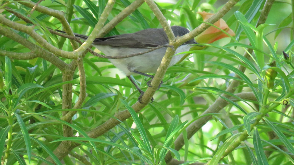 Lesser Whitethroat - ML571643211