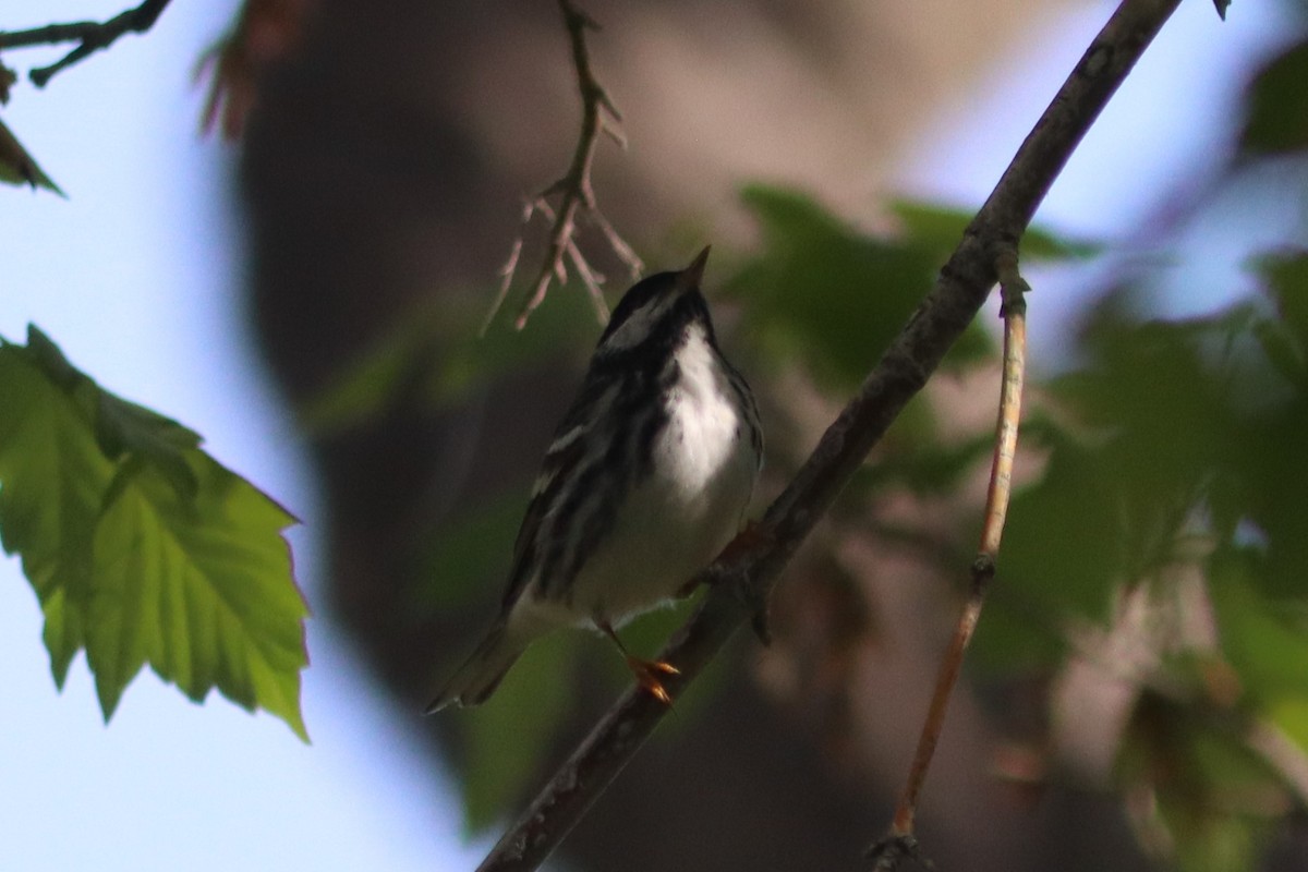 Blackpoll Warbler - ML571643411