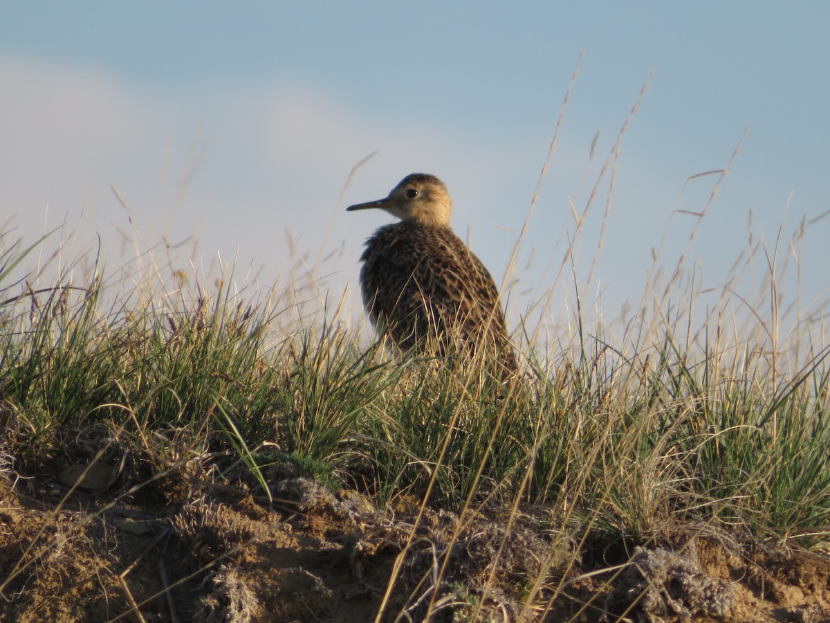 Upland Sandpiper - ML571643461